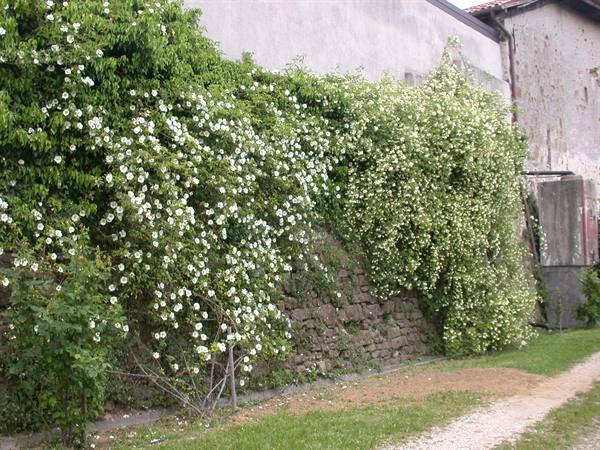 Rosazzo - Abbey of Rosazzo