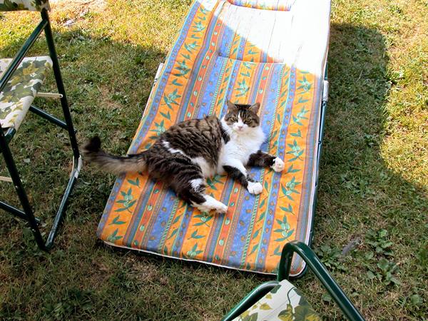 Forni di Sopra - Tornerai Campsite - Schizzo's rest