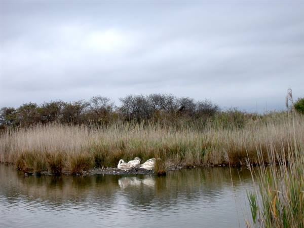 Marano Lagunare