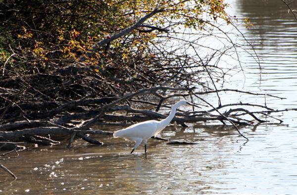 Marano Lagunare - Valle Canal Novo Nature Reserve