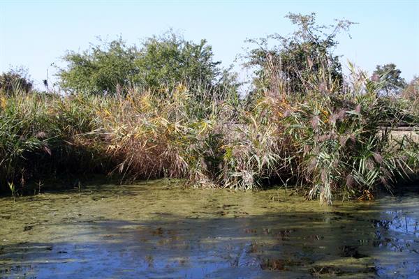 Marano Lagunare - Valle Canal Novo Nature Reserve