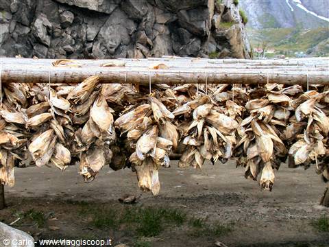 Lofoten Islands - Cod heads drying