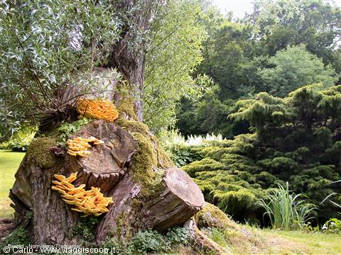 Yellow fungi on moss-covered old cut tree trunk in a garden