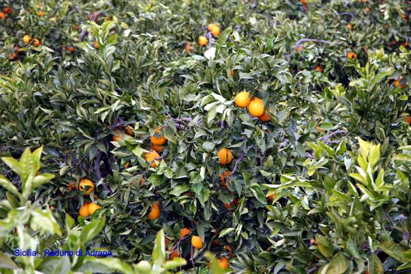 Adrano gathering - Orange groves
