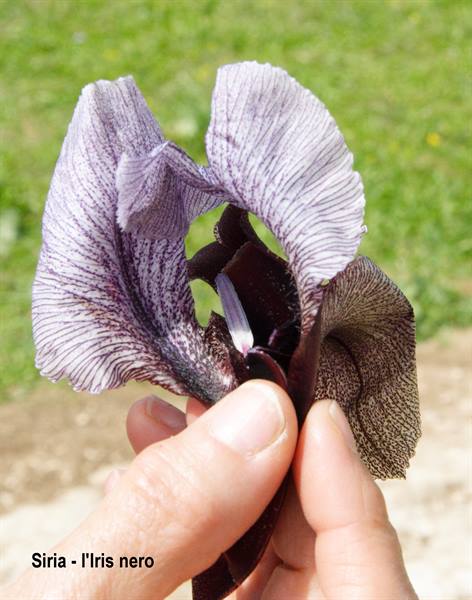 Syria - the Black Iris