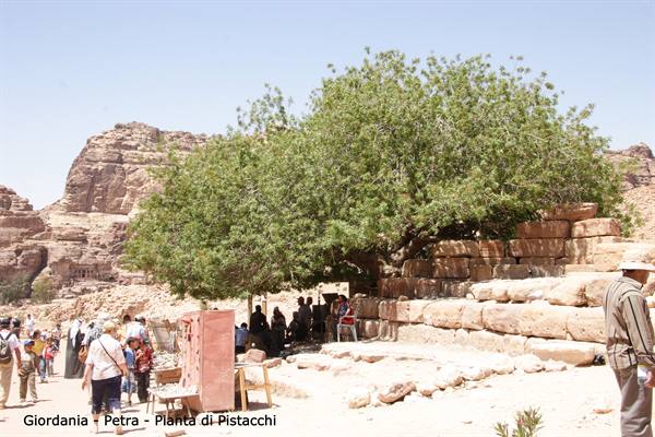 Jordan - Petra - pistachio tree (450 years)