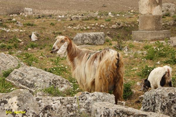 Syria - Apamea