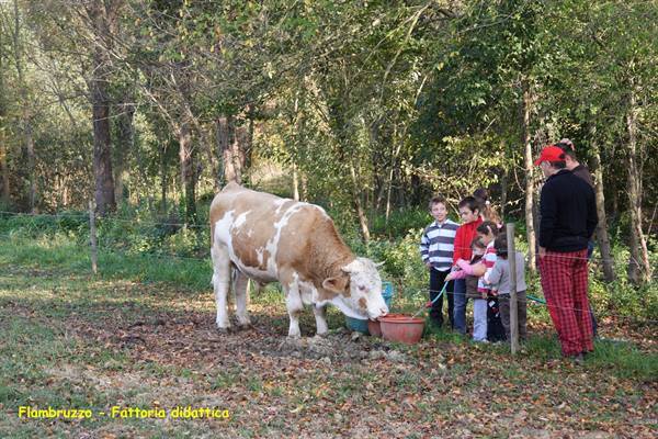 Flambruzzo - Educational farm