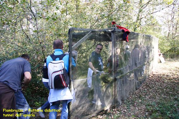Flambruzzo - Educational farm - Apiary