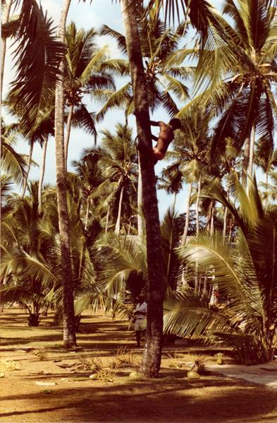 Man climbing a coconut palm in a tropical grove