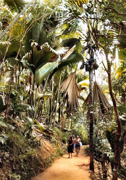 Tourists walk along sandy path between coconut palms and dense tropical vegetation