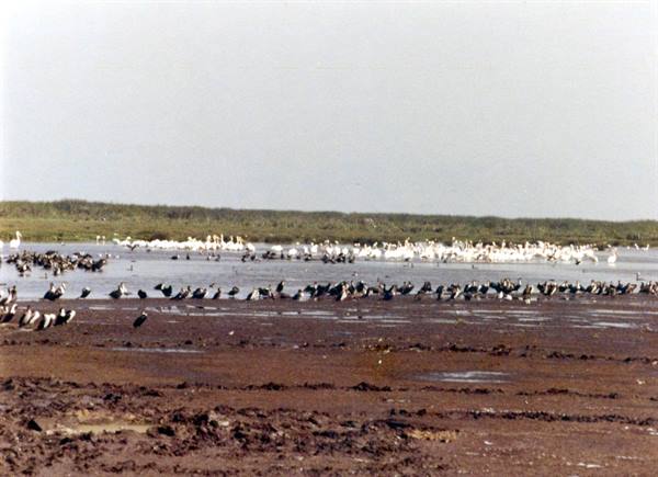 Pelicans and waterbirds gathered on a muddy lagoon