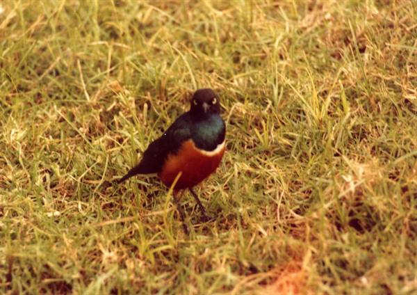 Bird with orange chest and dark iridescent plumage standing on green grass