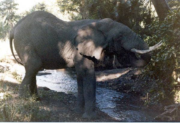 Tusked elephant crossing a stream among dense green vegetation, filtered sunlight