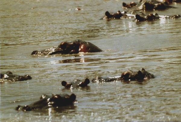Hippo pod submerged in the brown murky river water