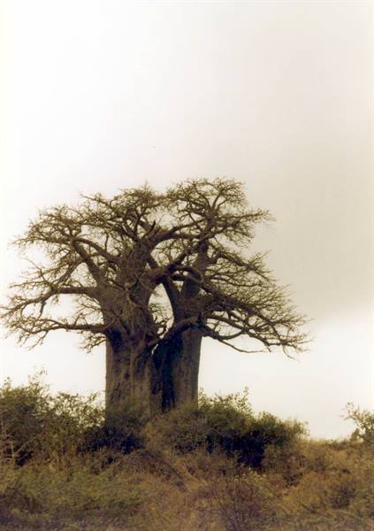 Massive baobab tree with thick trunk among dry bushes under overcast sky
