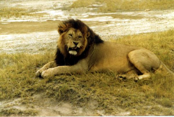 Male lion lying on dry grass, looking toward the camera