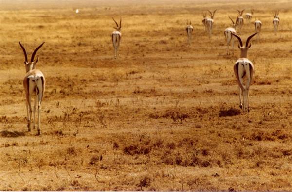 Herd of long-horned gazelles running across dry golden savanna grassland