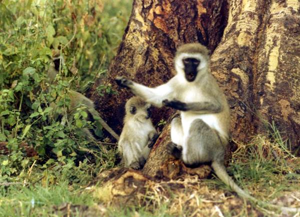 Vervet monkey with baby beside large tree trunk among green bushes