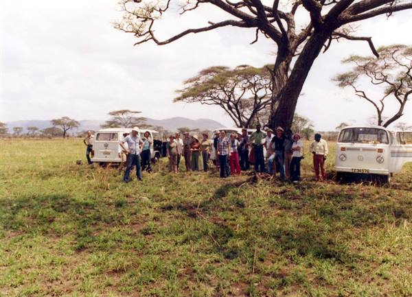 Tourists standing under a large acacia tree next to white Volkswagen vans