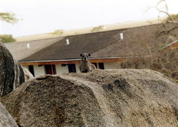 Rock hyrax on a granite boulder in front of Serengeti Sopa lodge