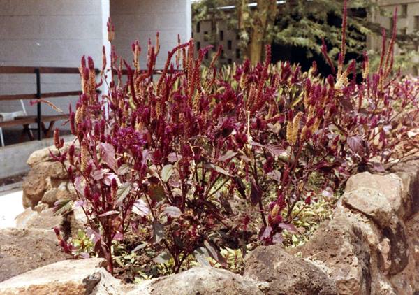 Red amaranth flowers in a stone flowerbed next to a white building