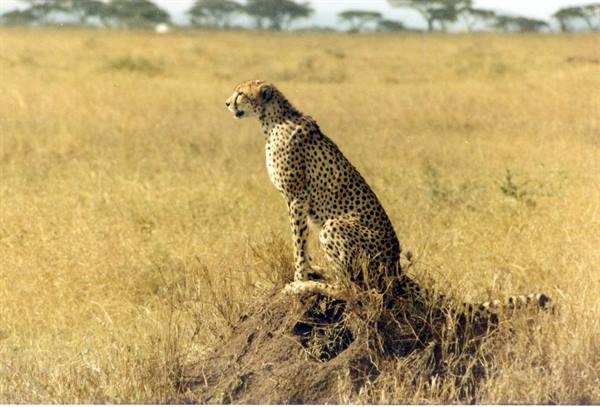 Cheetah sitting on a termite mound among dry savanna grass
