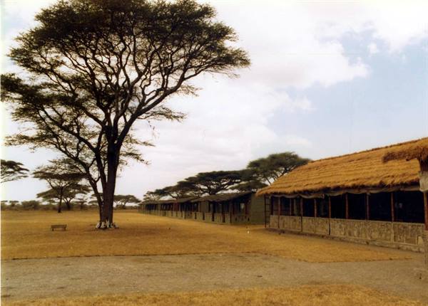 Thatched-roof bungalows beneath large acacia trees on the savanna
