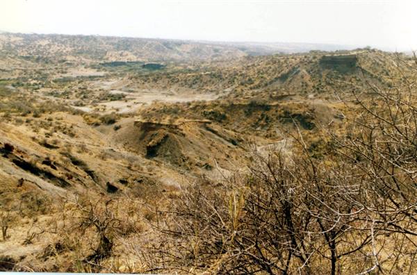 Olduvai Gorge: arid eroded slopes with dry thorny bushes in the foreground
