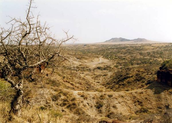 Bare acacia tree and dry ravines of Olduvai Gorge, harsh light, distant hills