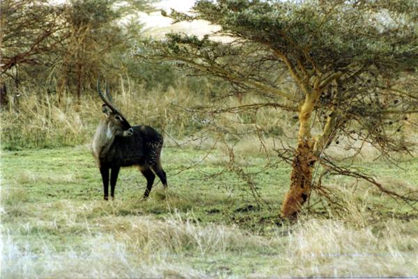 Waterbuck antelope standing beside an acacia in grassy savanna