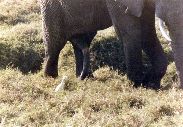 Five-legged elephant.......
