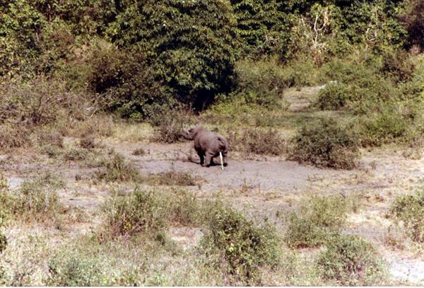 rhino peeing.....