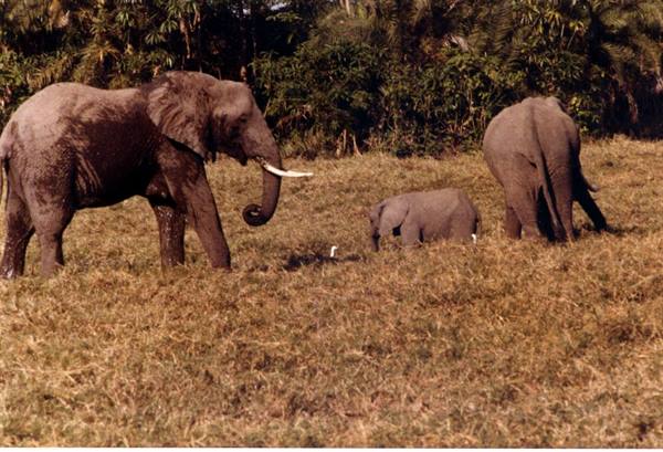 Three elephants with tusks on savanna, the calf walks through dry grass