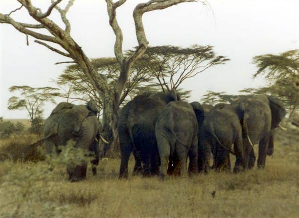 Elephant herd walking among acacias and dry tree in savanna
