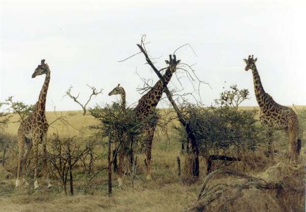 Four giraffes among dry acacia trees in savanna, gray sky