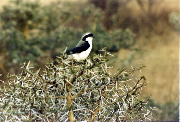 Black and white bird perched on a thorny acacia bush