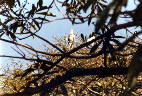 White storks atop a leafy tree, dark branches against blue sky
