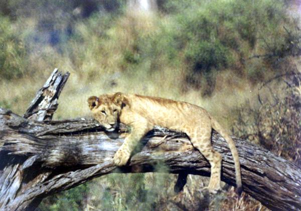 Young lion lying on a dry fallen trunk, gazing at the camera, bushy savanna
