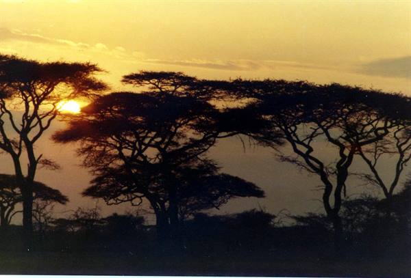Low sun behind silhouetted acacia trees, dark canopies on orange sky