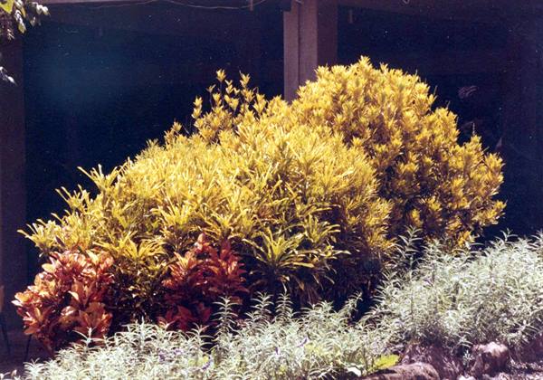 Yellow and red croton shrubs in front of a shaded building