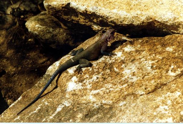 Red-headed lizard resting on sunlit granite rocks