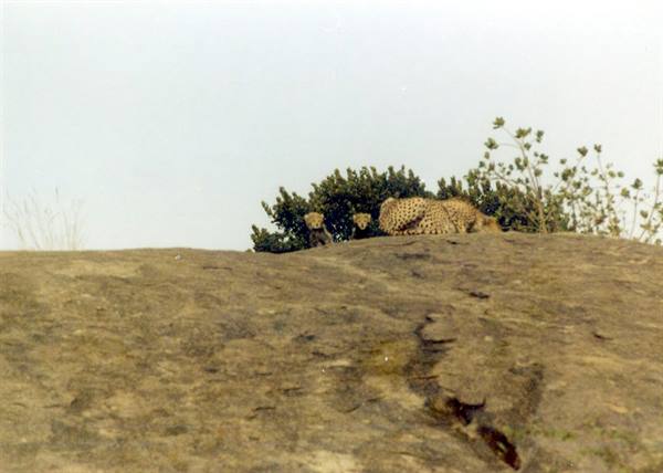 mother Cheetah with her cubs