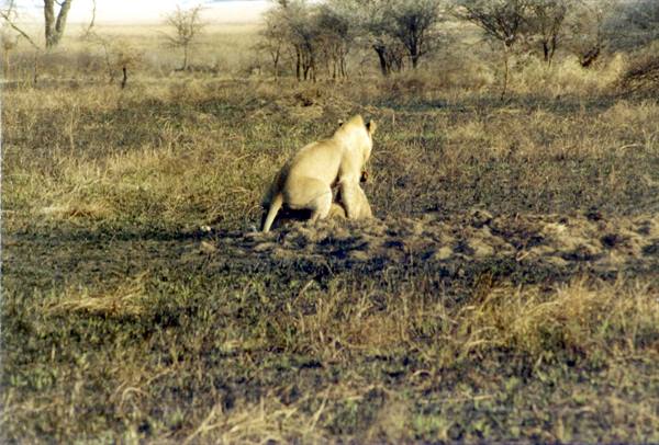 even Lions do it....
