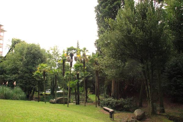Green lawn with palm trees and tall trees in a city park