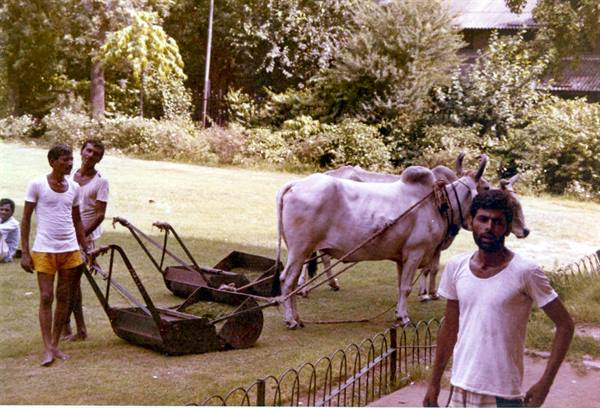 Two white oxen pull a manual lawnmower on a lawn, men in white shirts
