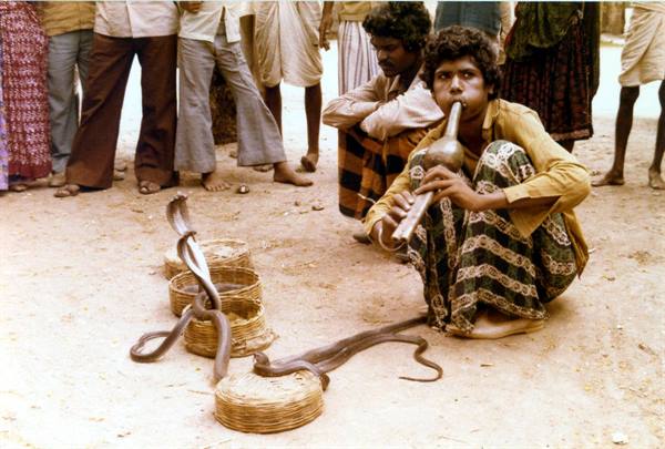 Snake charmer plays the pungi beside cobras rising from woven baskets