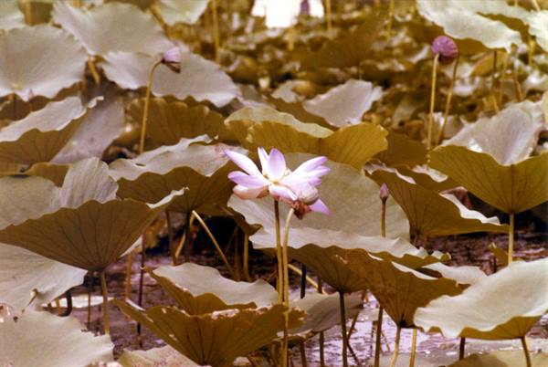 Pink lotus flower blooming among large green leaves, pond in India