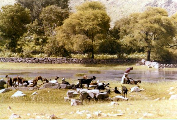 Herder with goats on grass by a river among trees and stone walls