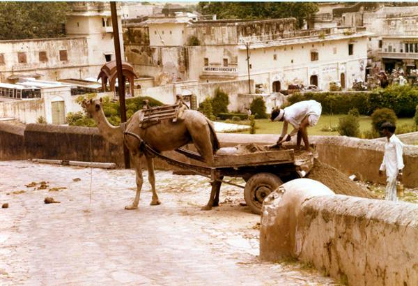 Camel pulling cart loaded with sand, man working near white buildings